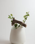 Handmade Porcelain Vase with Wooden Detail – White Smooth Surface (15×20 cm.)